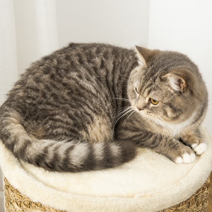 Cat Scratching Barrel Kitten Tree Tower with Sisal and Seaweed Rope Pawhut